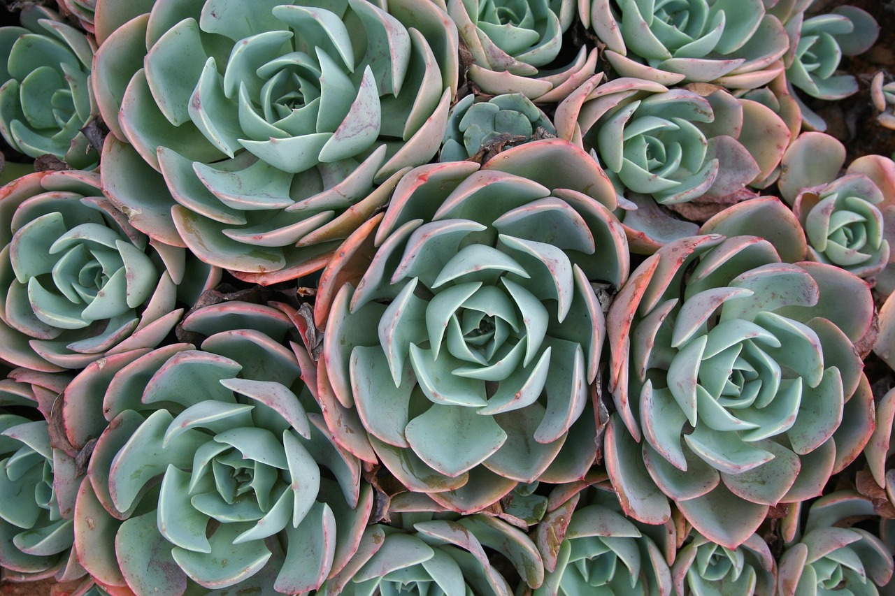 Picture of a succulent plant