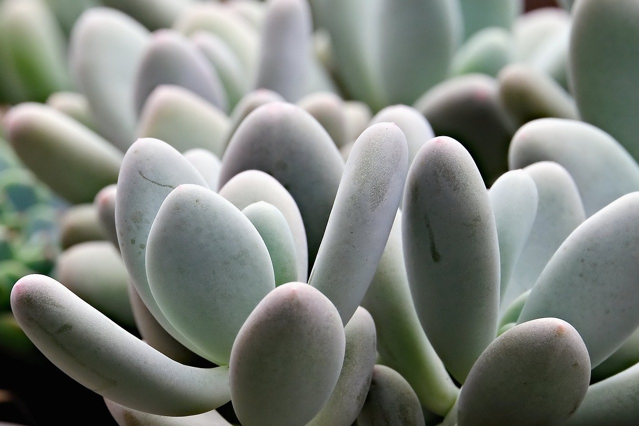 Picture of a succulent plant