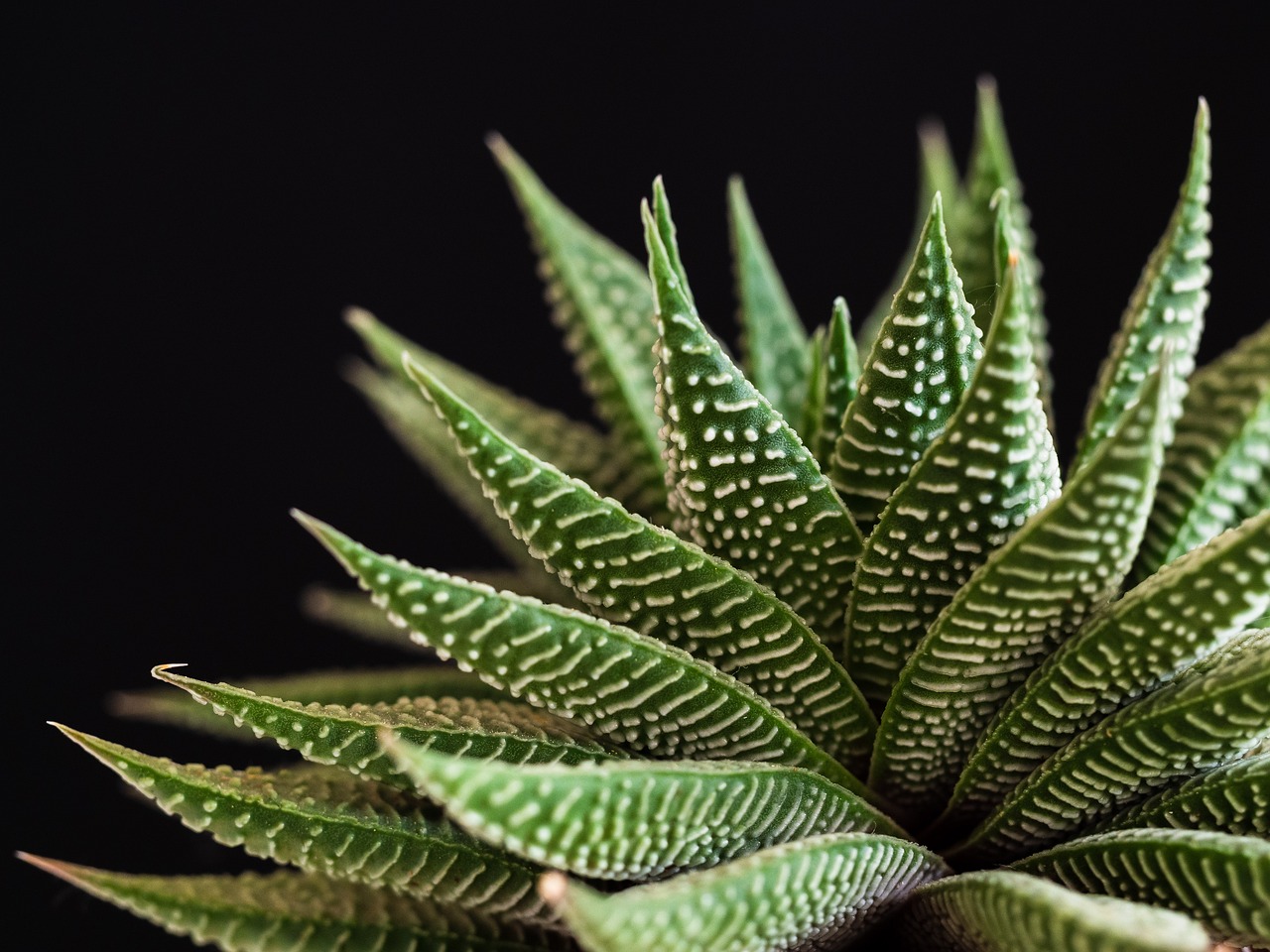 Picture of a succulent plant