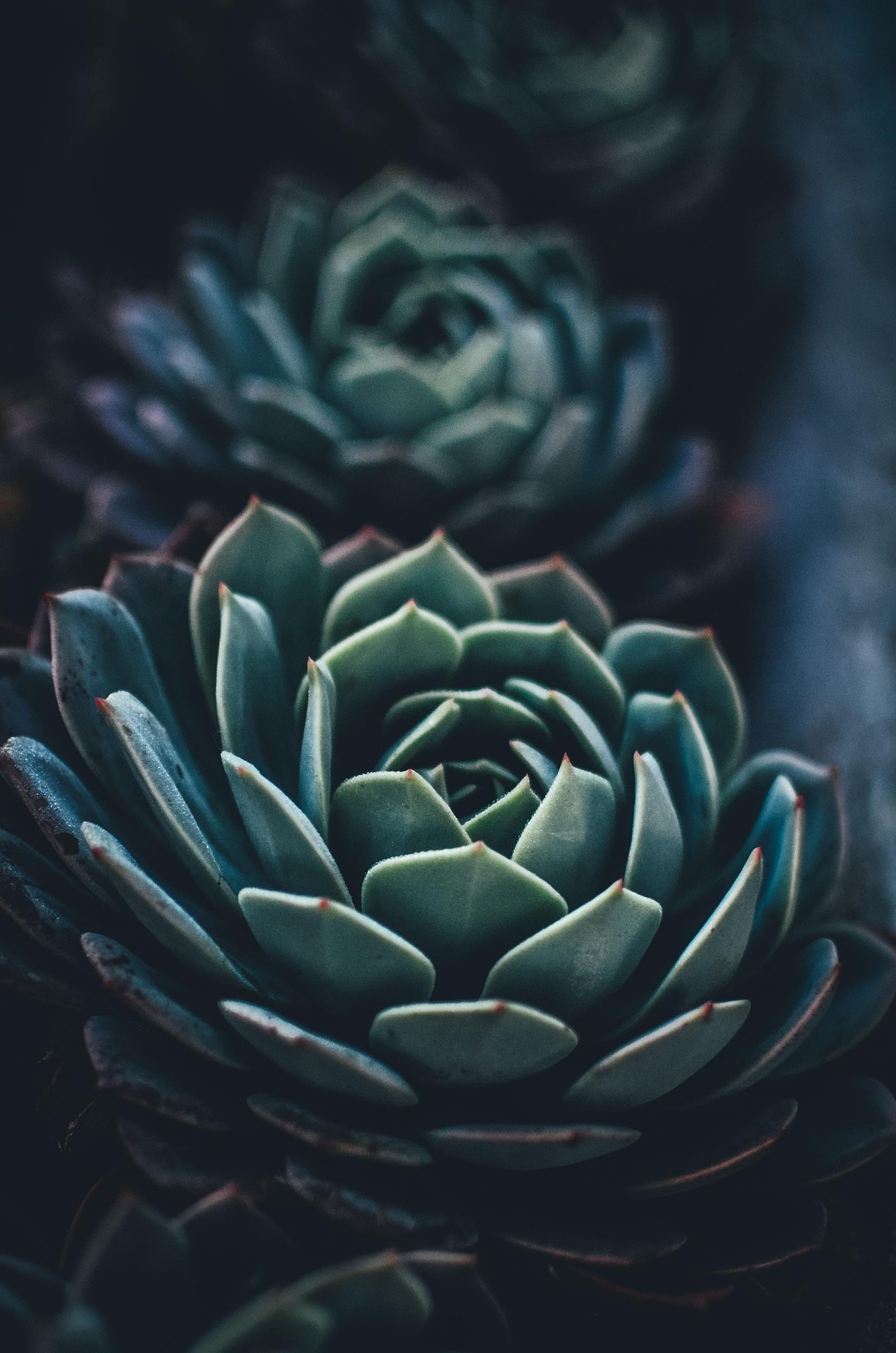 Picture of a succulent plant